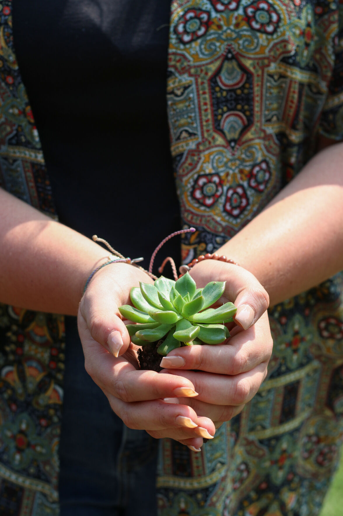 Cole succulent